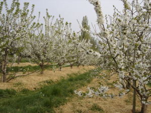 Trees in blossom